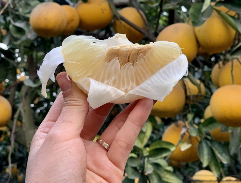 Bưởi Diễn: Hương Vị Đặc Sản Hà Nội Chinh Phục Du Khách Gần Xa