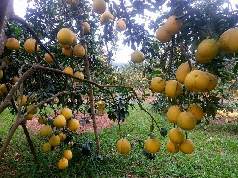 Bưởi Diễn: Hương Vị Đặc Sản Hà Nội Chinh Phục Du Khách Gần Xa